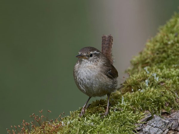 Locations de vacances dans des maisons troglodytes en Cappadoce, Turquie : Quelle est l'expérience ?