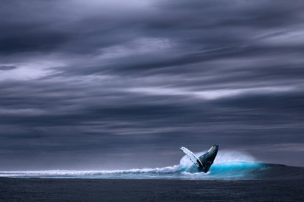 Quelles sont les meilleures destinations pour l'observation des baleines en Antarctique ?